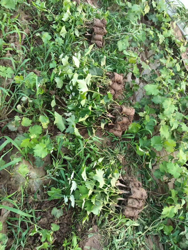 【葡萄苗】阳光玫瑰，茉莉香，巨峰等葡萄苗