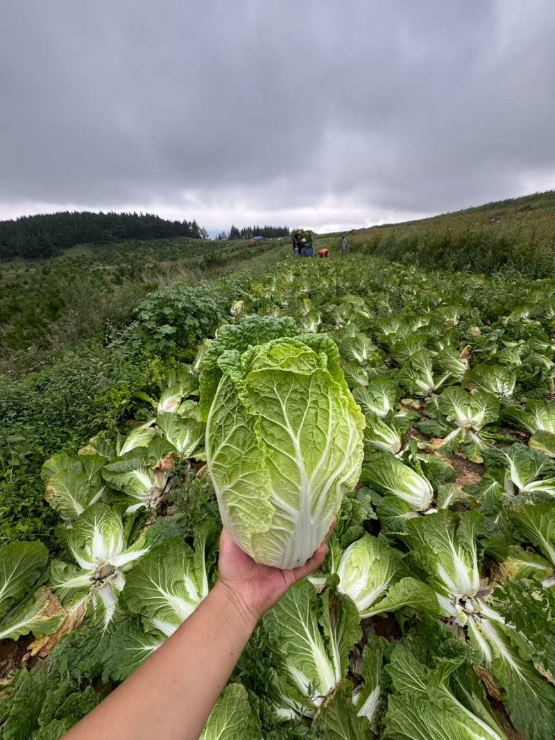 黄心白菜