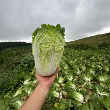 黄心白菜