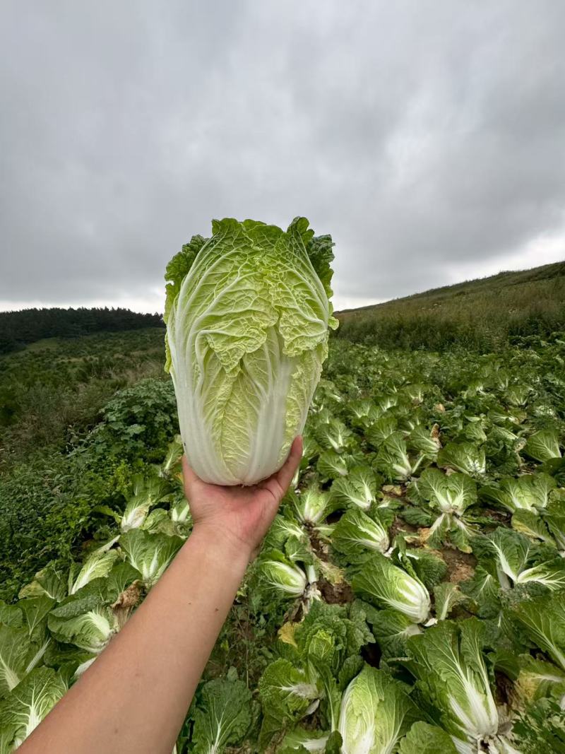 黄心白菜