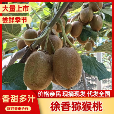 徐香猕猴桃产地源头对接，保质保量，现摘现发！