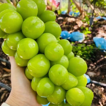 阳光玫瑰葡萄量大价优，品质好糖度高价格低，对接电商市场
