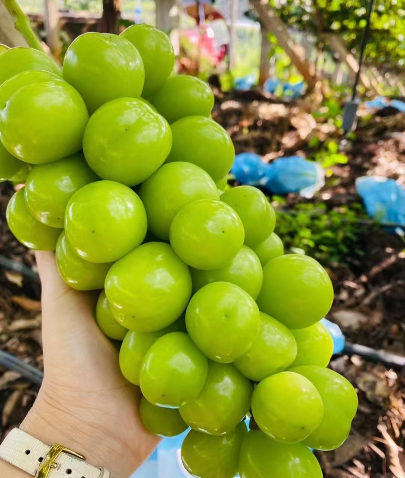 阳光玫瑰葡萄量大价优，品质好糖度高价格低，对接电商市场