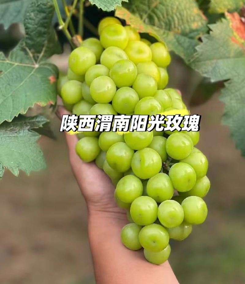 阳光玫瑰葡萄量大价优，品质好糖度高价格低，对接电商市场