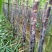 广东韶关黑皮甘蔗清甜多汁整车有货量大从优欢迎采购热卖中