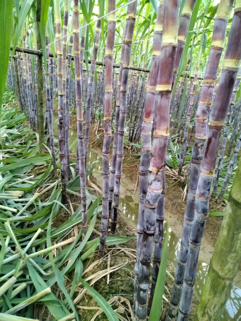 广东韶关黑皮甘蔗清甜多汁整车有货量大从优欢迎采购热卖中
