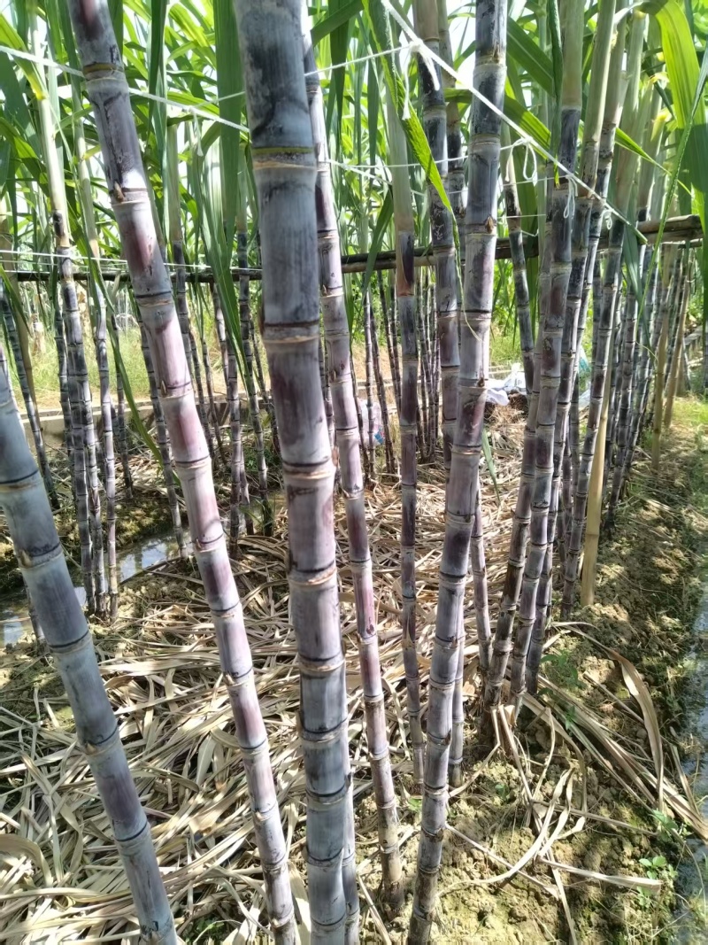 广东韶关黑皮甘蔗清甜多汁整车有货量大从优欢迎采购热卖中