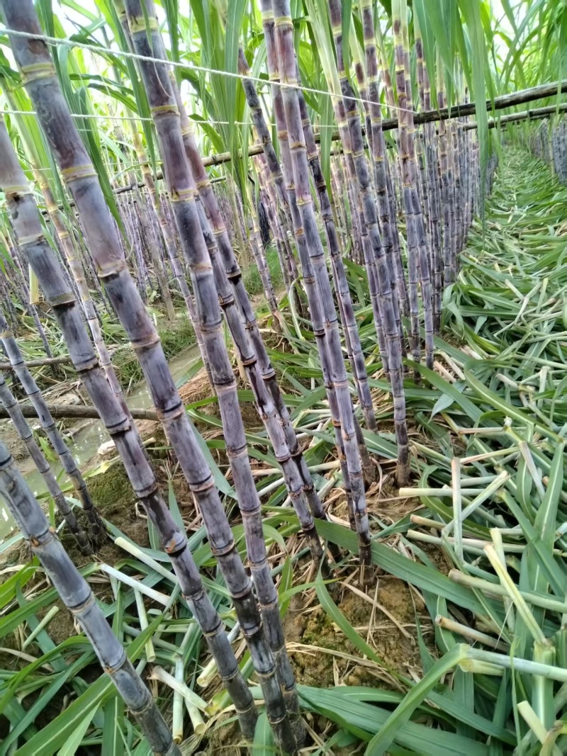 广东韶关黑皮甘蔗清甜多汁整车有货量大从优欢迎采购热卖中