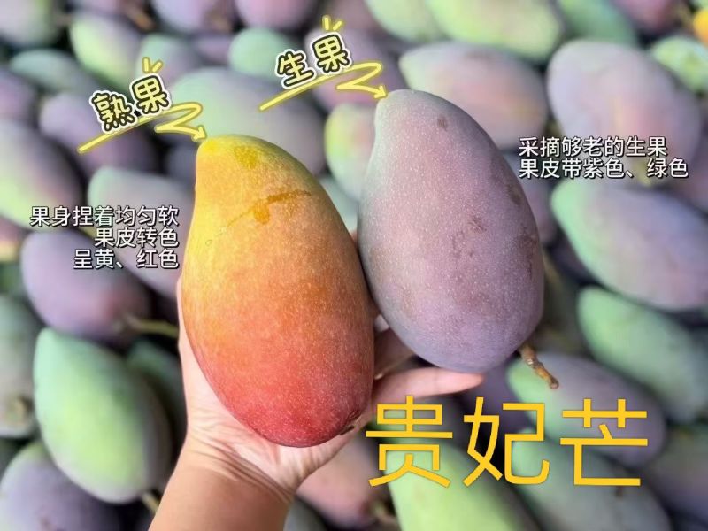 自有果园，【产地直供】【一件代发】【招代理】