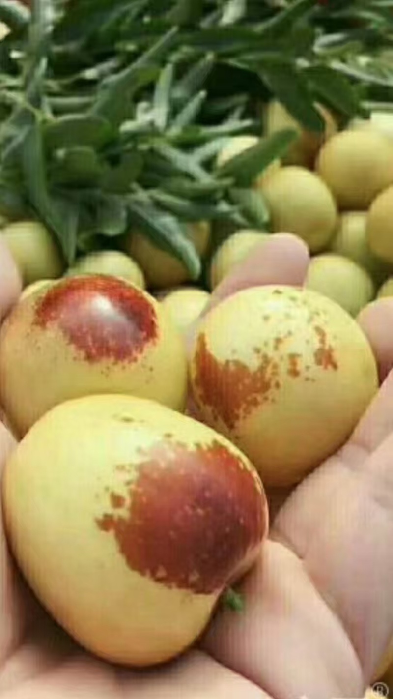 一件代发【山东枣】冬枣，对接市场，商超，档口，电商等