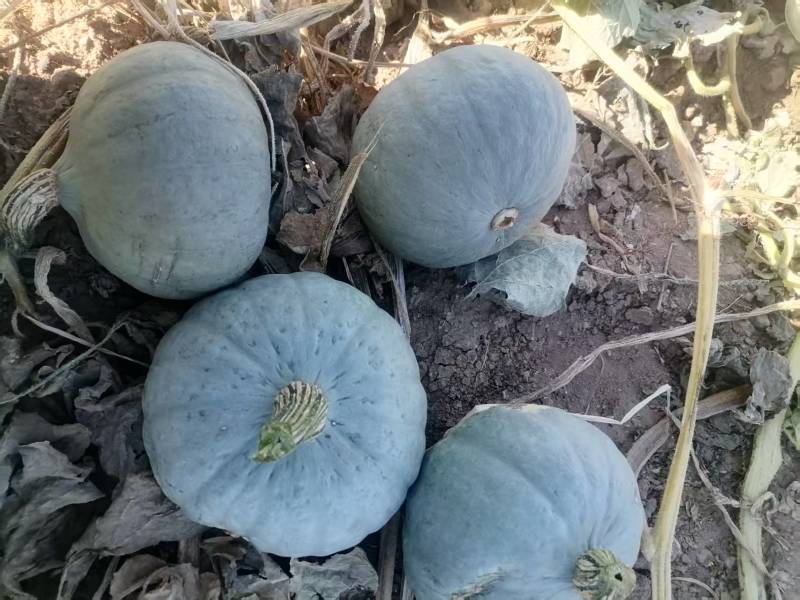 银栗南瓜一手货源瓜形端正圆润卖相好表皮干净耐运输储存按需分拣