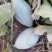 贵族南瓜现摘现发量大大小都有承接电商加工批发社区团购直播带货