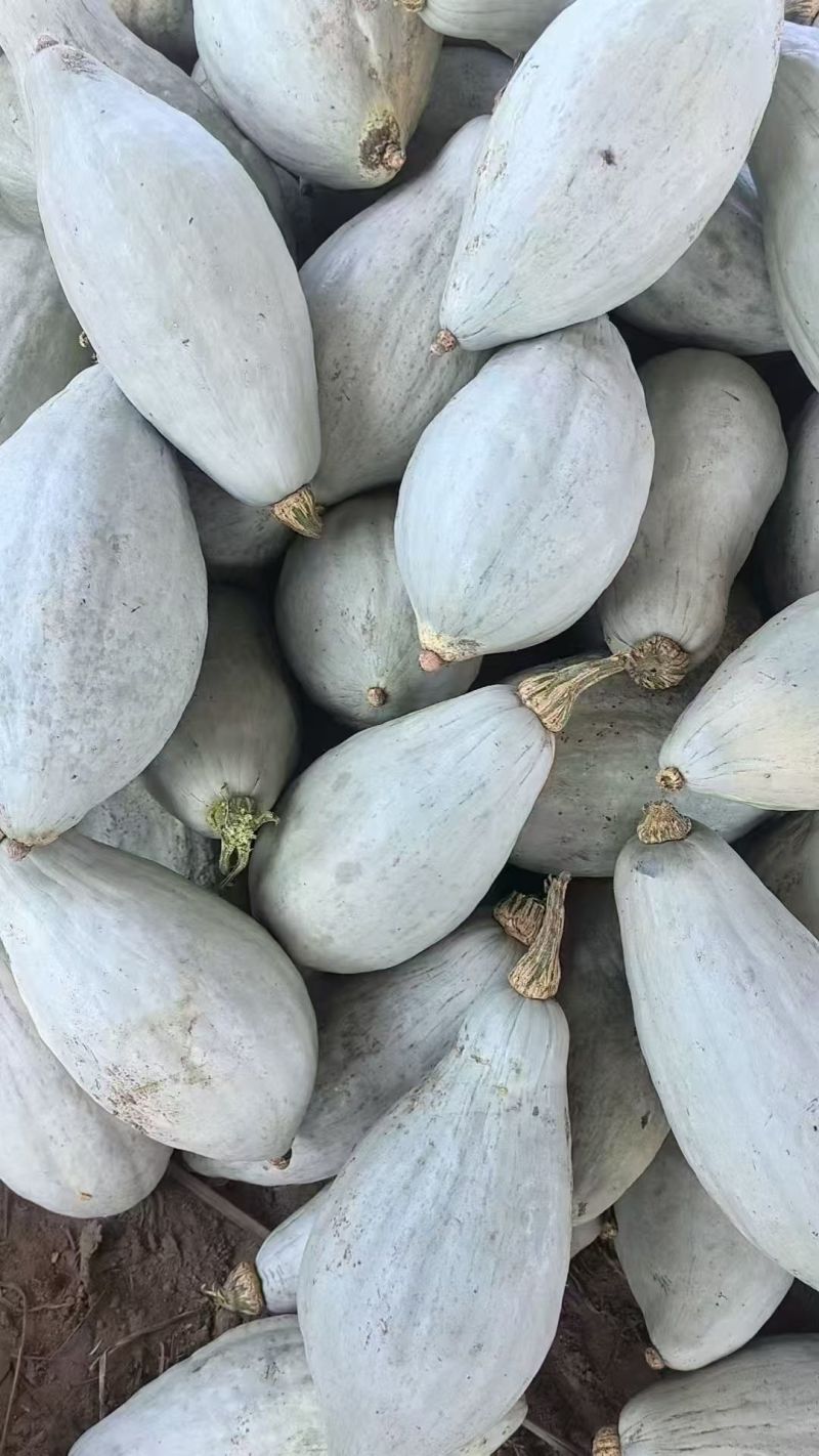 贵族南瓜现摘现发量大大小都有承接电商加工批发社区团购直播带货