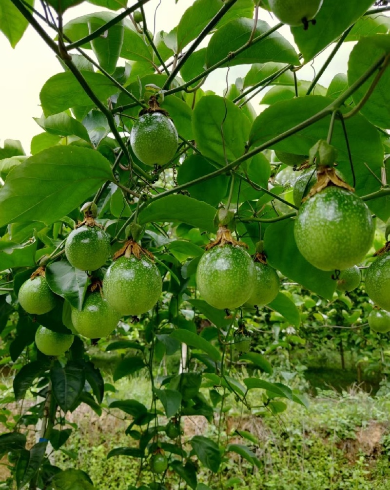 钦蜜9号百香果电商平台一件代发保质保量