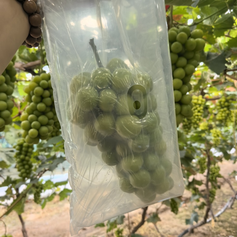 阳光玫瑰葡萄包装发货包邮各地对接电商商超