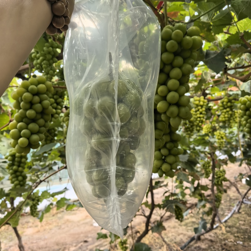 阳光玫瑰葡萄包装发货包邮各地对接电商商超
