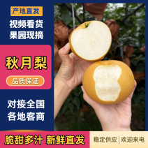 秋月梨湖北秋月梨基地直发入口化渣代发全国市场电商