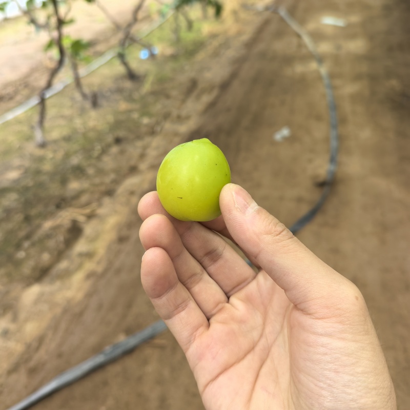 【包邮】一件代发对接个人商超电商阳光玫瑰价格优惠