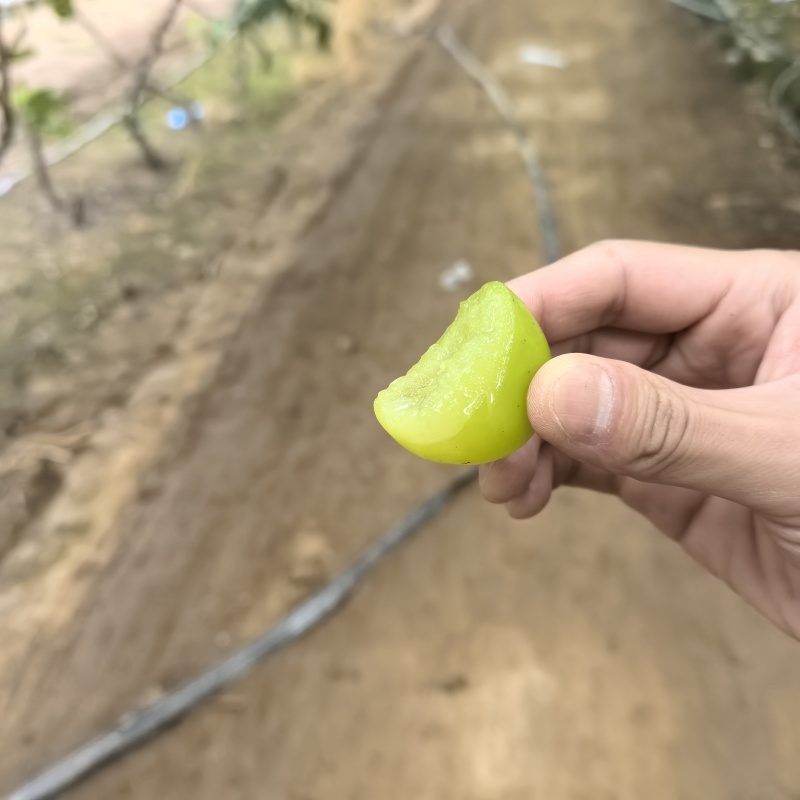 【一件代发】阳光玫瑰葡萄水分足果肉甜发货快来电