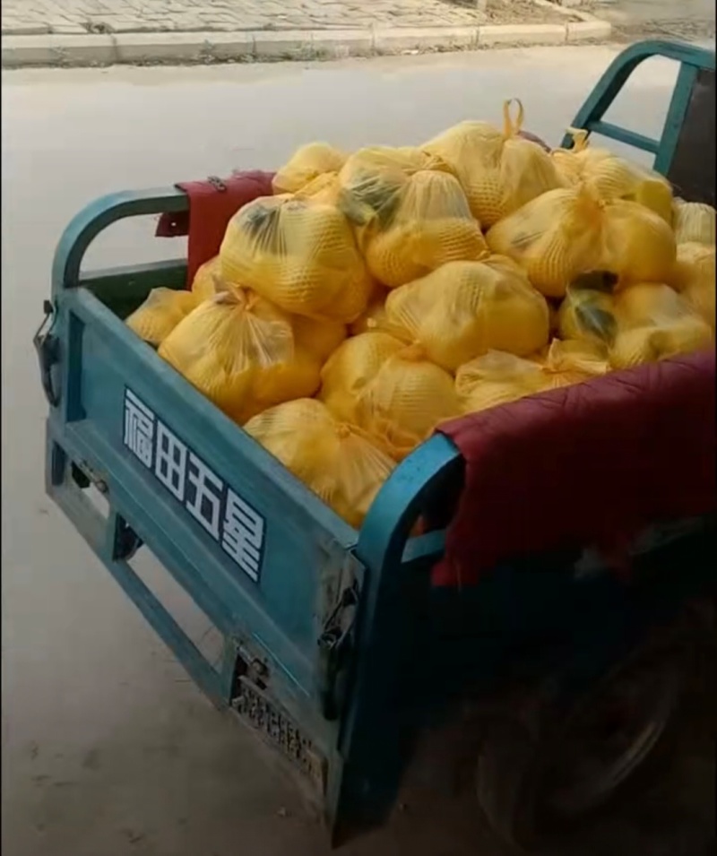 精品黄桃，锦绣黄桃粉嫩多汁，可批发零售产地一手货源