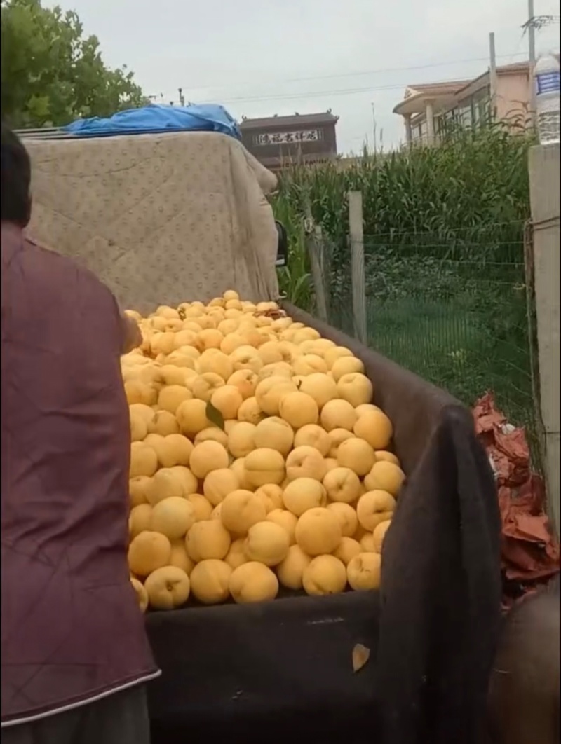 精品黄桃，锦绣黄桃粉嫩多汁，可批发零售产地一手货源