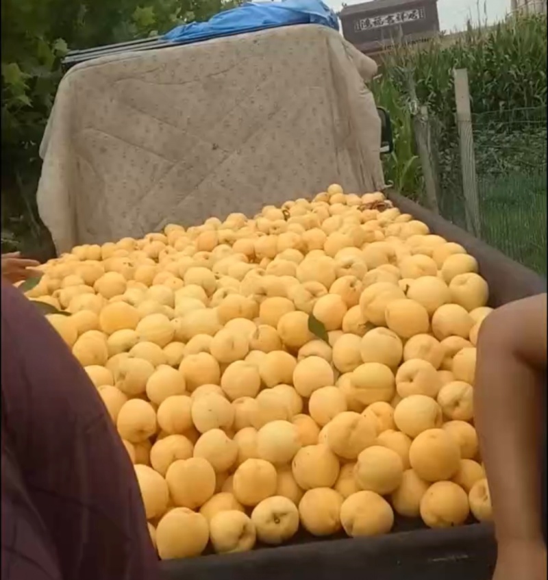 精品黄桃，锦绣黄桃粉嫩多汁，可批发零售产地一手货源