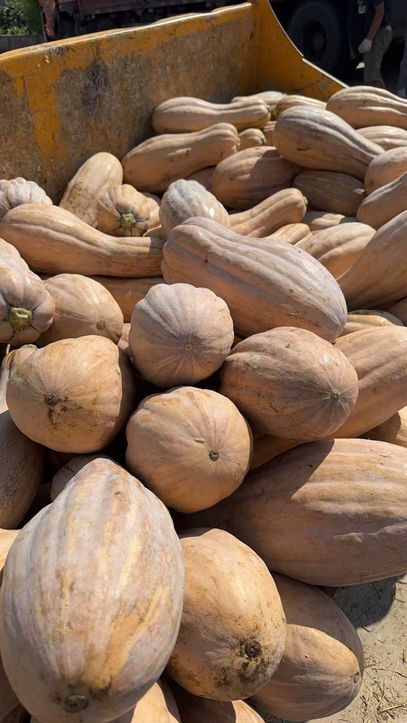 金韩密本南瓜，市场货电商货大量供应
