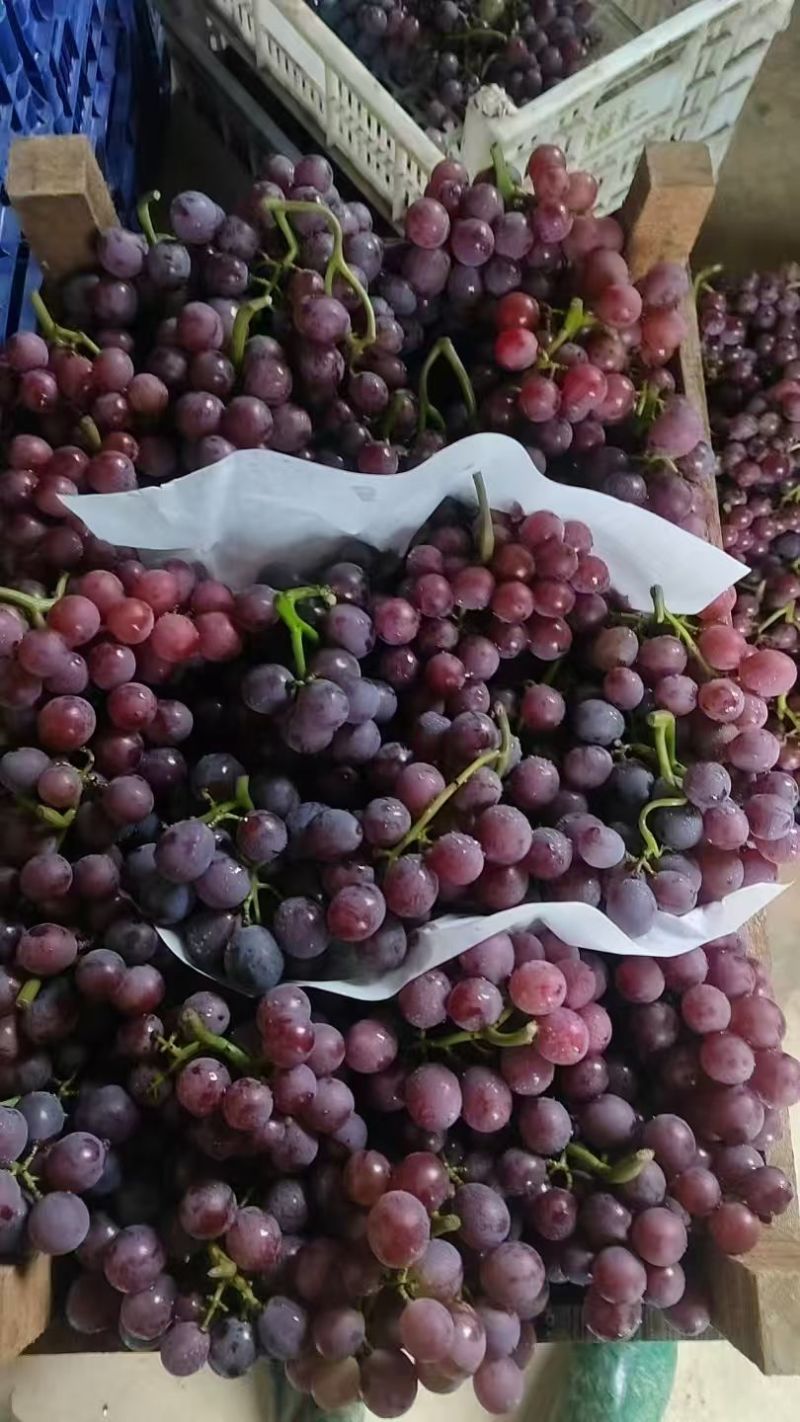 河北威县巨峰葡萄产地一手货源大量走货欢迎随时电话联系