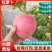 【产地发货】精品红萝卜大量上市个头均圆颜色红