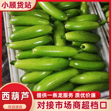 【瓜条好颜色绿】市场发货协助装车西葫芦大量上市