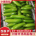 【瓜条好颜色绿】市场发货协助装车西葫芦大量上市