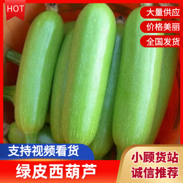 【坏单包赔】绿皮西葫芦精品发货现摘现发供应全国