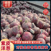 紫皮洋葱红皮洋葱全国接单常年有货随时看货纸箱网袋泡沫箱