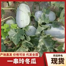 河南一串铃冬瓜瓜形端正可以装网袋编织袋皮厚好运输有场地备货快