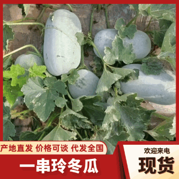 河南一串铃冬瓜瓜形端正可以装网袋编织袋皮厚好运输有场地备货快