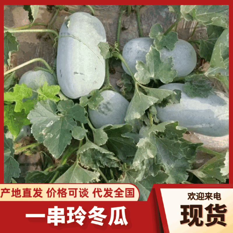 河南一串铃冬瓜瓜形端正可以装网袋编织袋皮厚好运输有场地备货快
