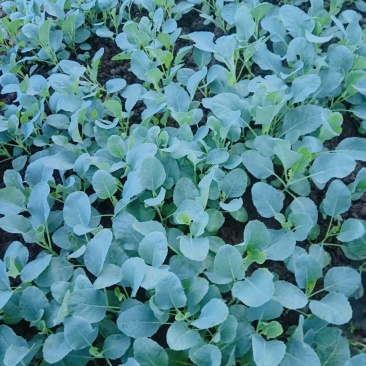 青花苗西兰花苗货源充足量大从优质量保证欢迎咨询