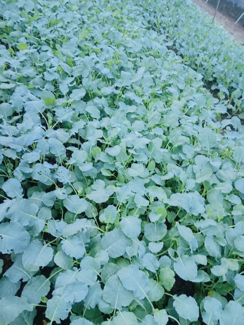 青花苗西兰花苗货源充足量大从优质量保证欢迎咨询
