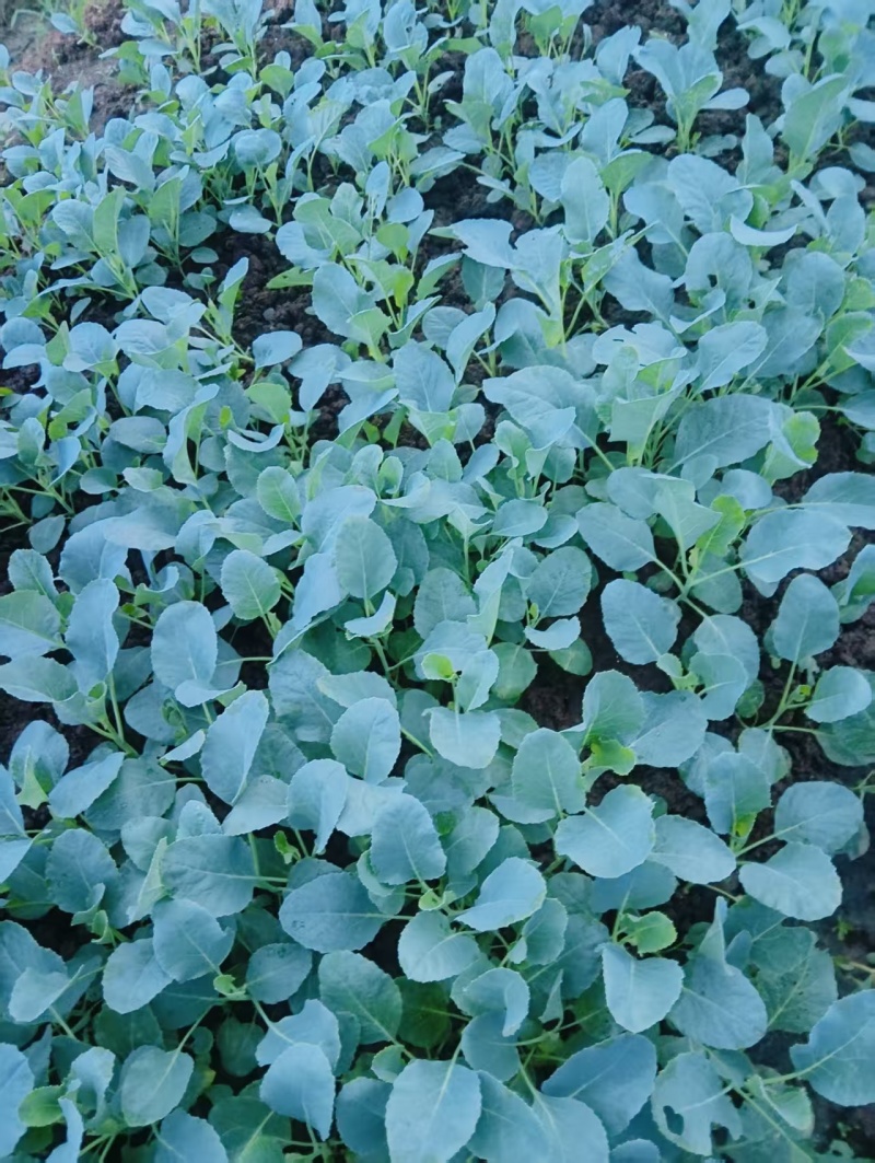 松白花苗花菜苗一手货源质量保证对接全国欢迎咨询