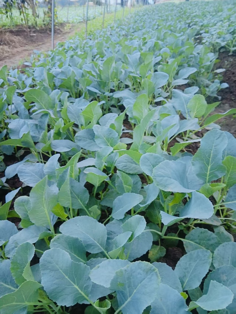 松白花苗花菜苗一手货源质量保证对接全国欢迎咨询