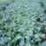 松白花苗花菜苗一手货源质量保证对接全国欢迎咨询