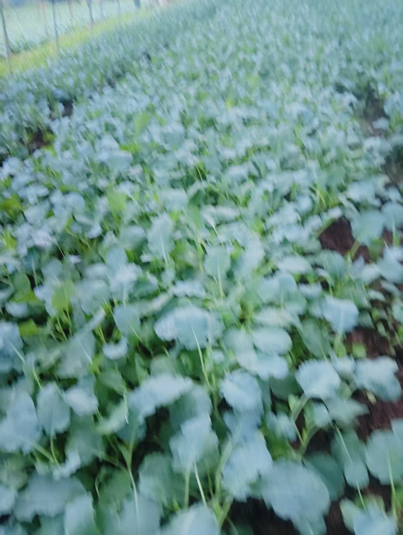 松白花苗花菜苗一手货源质量保证对接全国欢迎咨询