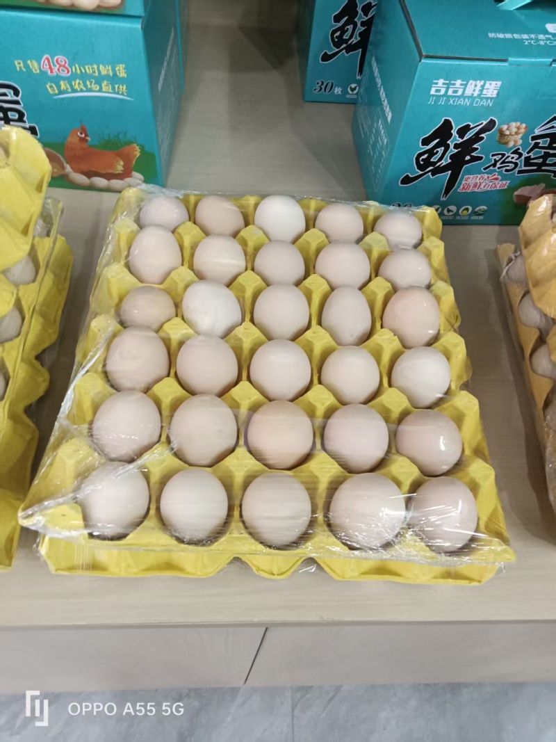 粉壳土鸡蛋养殖场直供稳定供应量大价优欢迎来电洽谈