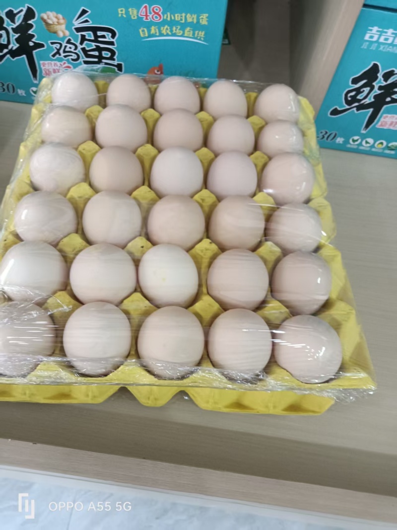 粉壳土鸡蛋养殖场直供稳定供应量大价优欢迎来电洽谈