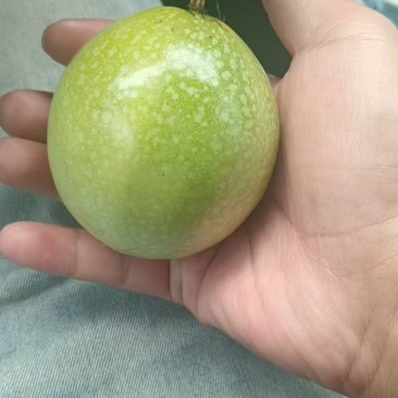 广西百香果钦蜜九号百香果，全国发货，品质保证，对接电商商超