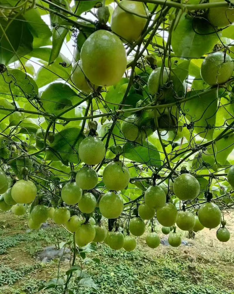 广西百香果钦蜜九号百香果，全国发货，品质保证，对接电商商超