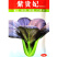 紫贵妃油菜种子春秋四季阳台盆栽速生高产小青菜鸡毛菜种籽