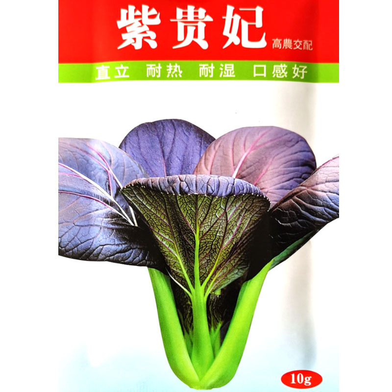 紫贵妃油菜种子春秋四季阳台盆栽速生高产小青菜鸡毛菜种籽
