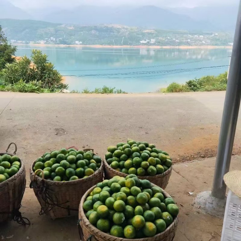 湖南省郴州市资兴市东江湖特早蜜桔大量上市了。
