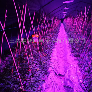 50W-大棚番茄补光灯